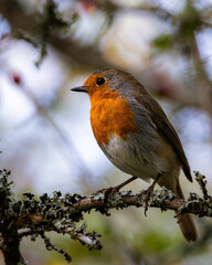 robin on a branch