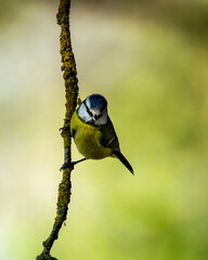 great spotted woodpecker