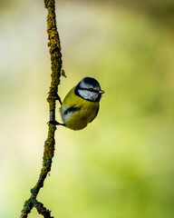 bird perched on a branch