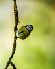 bird on a twig