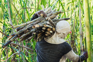close-up of the back of a sugar cane farmer, carrying a pile of canes to the sugar mill. brown man...