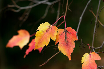 Maple with red leaves on tree branches close-up. Acer ginnala in an autumn park or forest