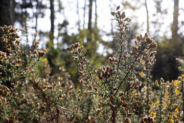 Ulex shrub, Parque ambiental do Buçaquinho, Esmoriz, Portugal