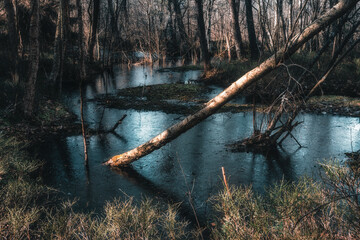 Forest swamp in the morning