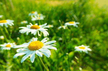 Chamomile background among nature flowers Beautiful scene of nature with chamomile in full bloom,...