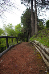 Sendero en el bosque