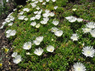 Xenophyllum