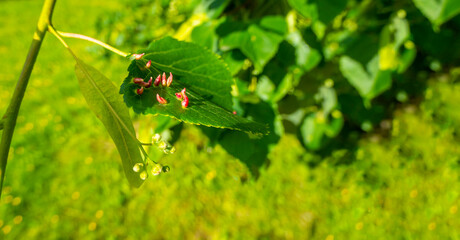 Linden leaves with the lime gall mite, Eriophyes tiliae. Closeup photograph of a linden leaf...