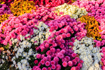 Fototapeta na wymiar Background of the beautiful colorful chrysanthemum flowers