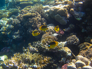 Obraz na płótnie Canvas Chaetodon fasciatus or Butterfly fish in the expanses of the coral reef of the Red Sea, Sharm El Sheikh, Egypt