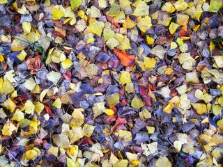 autumn leaves background