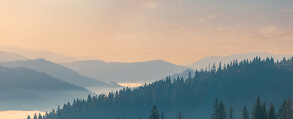 Beautiful autumn scenic panorama of Carpathian mountains in the early morning. The mountain range with tonal foggy perspective. Spruce forest on mountain hills. - obrazy, fototapety, plakaty