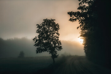A magical fight of light and shadow on a misty morning