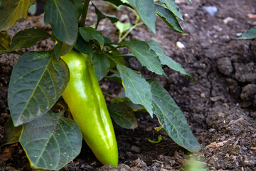 Green pepper on the farmer's bed. Natural product.