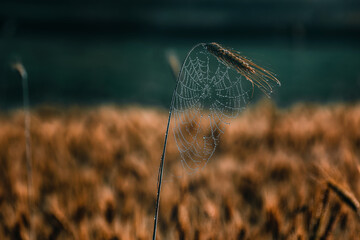 Grain as a foundation for a spider's house