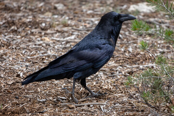 A Carrion Crow walking across the forest floor, looking for food, photo taken in California, the USA
