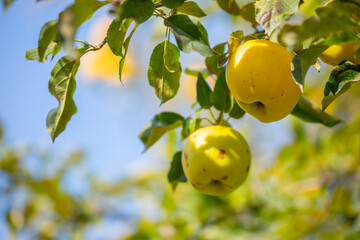 Harvest of apples on a plantation in the garden. Fruit trees with apples. Ripe fruits on the branches of a tree. Gardening in agriculture.