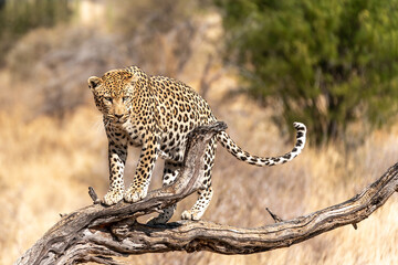 African leopard, Panthera pardus pardus on a tree branch, Etosha national park, Namibia, Africa - obrazy, fototapety, plakaty
