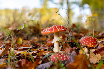 Amanita muscaria mushrooms in autumn forest in autumn time. Fly agaric, wild poisonous red mushroom in yellow-orange fallen leaves. fall season