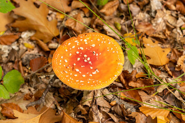 Amanita muscaria mushrooms in autumn forest in autumn time. Fly agaric, wild poisonous red mushroom in yellow-orange fallen leaves. fall season