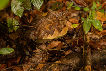 Young boletus after rain in autumn in the forest
