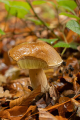 Young boletus after rain in autumn in the forest