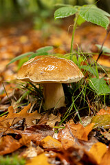 Young boletus after rain in autumn in the forest