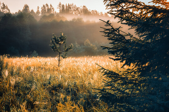 A Field Of Spider Webs Drowned In The First Rays Of The Sun