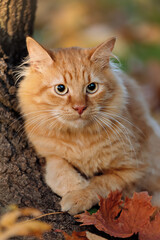 Naklejka na ściany i meble Portrait of a cute ginger kitten. Close-up. The kitten sits near a tree in the autumn park.