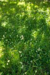 flowering ears of weeds. natural lawn in the bright sun. natural summer background with green grass