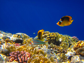 Chaetodon fasciatus or Butterfly fish in the expanses of the coral reef of the Red Sea, Sharm El...