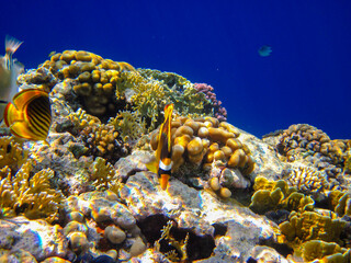 Chaetodon fasciatus or Butterfly fish in the expanses of the coral reef of the Red Sea, Sharm El Sheikh, Egypt