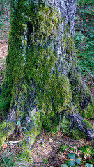 moss on a tree in the forest as natural mobile wallpaper background, vertical phone wallpaper