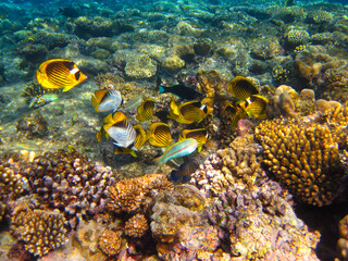 Fototapeta na wymiar Chaetodon fasciatus or Butterfly fish in the expanses of the coral reef of the Red Sea, Sharm El Sheikh, Egypt