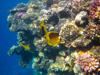 Obraz na płótnie Canvas Chaetodon fasciatus or Butterfly fish in the expanses of the coral reef of the Red Sea, Sharm El Sheikh, Egypt