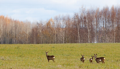 A herd of European roe deer  eating grass on field