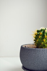 Cactus in a flower pot