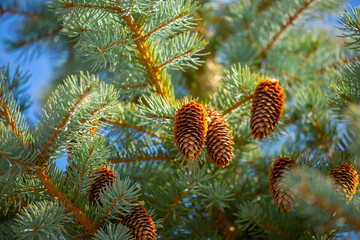Fir branches close-up. Coniferous trees in the forest. Winter Christmas background. Christmas...
