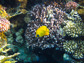 Naklejka na ściany i meble Chaetodon fasciatus or Butterfly fish in the expanses of the coral reef of the Red Sea, Sharm El Sheikh, Egypt
