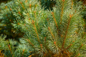 Fir branches close-up. Coniferous trees in the forest. Winter Christmas background. Christmas background, beautiful nature