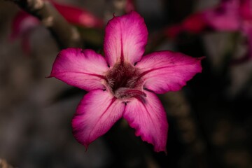 Closeup of a desert rose (Adenium obesum ) flower