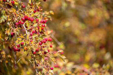 Red fruits of hawthorn on a tree, close-up. Crataegus berries, commonly called forest hawthorn.