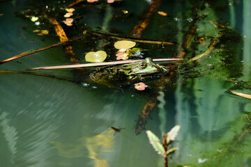 Close-up of a common water frog or Green, Lake or Pool Frog, Pelophylax esculentus. Swimming in water with aquatic plants. Amersfoort, the Netherlands.