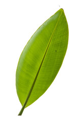 Banana leaf