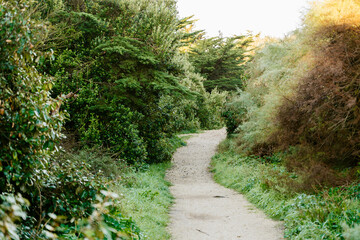 jogging path between green trees