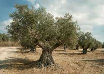 Old olives near Latrun monastery. Israel.