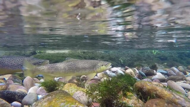 Mating pair of brown trout preparing a redd in a small Montana stream. Wild trout spawning