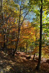 The multicolored birch forest in autumn