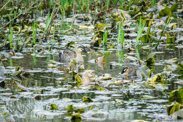 カルガモがいる早春の池