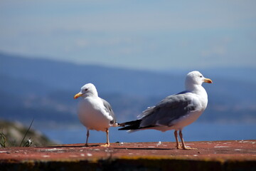 Couple of  Seasgulls